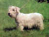 dog_103.jpg (45434 bytes)