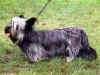 dog_105.jpg (57297 bytes)
