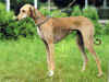 dog_108.jpg (45346 bytes)