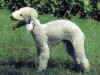 dog_10.jpg (48388 bytes)