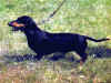 dog_110.jpg (56086 bytes)