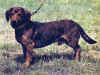 dog_111.jpg (61949 bytes)