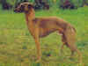 dog_115.jpg (44421 bytes)