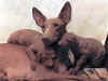 dog_117.jpg (34118 bytes)