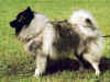 dog_119.jpg (51471 bytes)