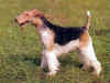 dog_120.jpg (45442 bytes)