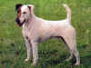 dog_121.jpg (41881 bytes)