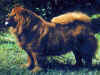dog_123.jpg (53457 bytes)