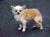 dog_126.jpg (31951 bytes)