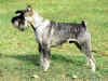 dog_129.jpg (52754 bytes)