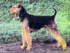 dog_133.jpg (57769 bytes)
