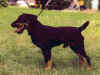 dog_134.jpg (42615 bytes)