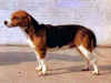 dog_13.jpg (34569 bytes)