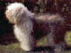 dog_15.jpg (50274 bytes)