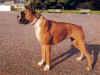 dog_16.jpg (45012 bytes)