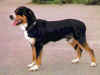 dog_17.jpg (35669 bytes)