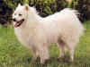 dog_18.jpg (43502 bytes)