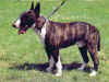 dog_22.jpg (48790 bytes)