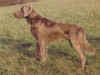 dog_24.jpg (42245 bytes)