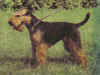 dog_27.jpg (43647 bytes)