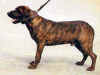 dog_34.jpg (40171 bytes)
