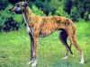 dog_38.jpg (54368 bytes)