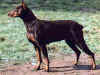 dog_41.jpg (52332 bytes)