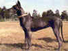 dog_42.jpg (45448 bytes)