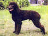dog_45.jpg (46707 bytes)