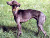 dog_49.jpg (53438 bytes)