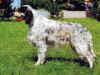 dog_4.jpg (47829 bytes)