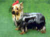 dog_50.jpg (40332 bytes)