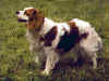 dog_51.jpg (44618 bytes)