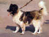 dog_52.jpg (41981 bytes)