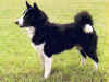 dog_54.jpg (45356 bytes)