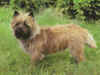 dog_55.jpg (47452 bytes)