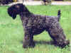 dog_56.jpg (52652 bytes)