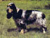 dog_57.jpg (49893 bytes)