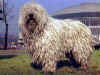 dog_59.jpg (55309 bytes)