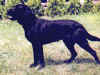 dog_61.jpg (50054 bytes)
