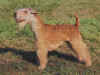 dog_64.jpg (46019 bytes)