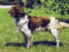 dog_68.jpg (53825 bytes)