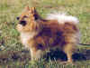 dog_69.jpg (53947 bytes)