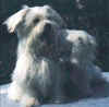 dog_70.jpg (24950 bytes)
