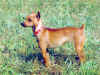 dog_74.jpg (63728 bytes)