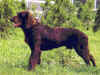 dog_76.jpg (50953 bytes)