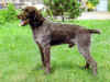 dog_77.jpg (48022 bytes)