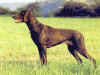dog_78.jpg (45645 bytes)