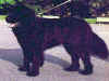 dog_85.jpg (42910 bytes)