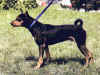 dog_8.jpg (55019 bytes)